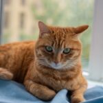A relaxed ginger cat lying on a blue blanket by the window indoors.
